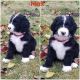 Bernedoodle Puppies for sale in Redstar, WV 25901, USA. price: NA