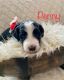 Bernedoodle Puppies for sale in Clever, MO 65631, USA. price: NA