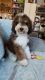 Bernedoodle Puppies for sale in Las Vegas, NV, USA. price: $1,800