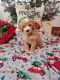 Bernedoodle Puppies for sale in Lake City, FL, USA. price: NA