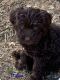 Bernedoodle Puppies for sale in 19230 Fierce Ridge Rd, Glouster, OH 45732, USA. price: NA