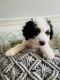 Bernedoodle Puppies for sale in Miami, FL, USA. price: NA
