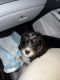 Bernedoodle Puppies for sale in Troy, NY, USA. price: NA