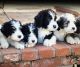 Bernedoodle Puppies