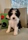 Bernedoodle Puppies for sale in Chatsworth, Los Angeles, CA, USA. price: $3,400