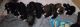 Bernedoodle Puppies for sale in Reynoldsburg, OH, USA. price: NA