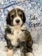 Bernedoodle Puppies for sale in Sparta, TN 38583, USA. price: NA