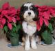 Bernedoodle Puppies for sale in Punta Gorda, FL, USA. price: NA