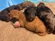 Bernedoodle Puppies for sale in Menifee, CA, USA. price: $2,500