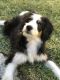 Bernedoodle Puppies for sale in San Dimas, CA, USA. price: $1,800
