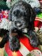 Bernedoodle Puppies for sale in Las Vegas, NV, USA. price: $1,500