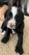 Bernedoodle Puppies for sale in Cold Spring, KY 41076, USA. price: NA