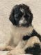 Bernedoodle Puppies for sale in Strasburg, CO 80136, USA. price: $2,500