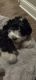 Bernedoodle Puppies for sale in Minneapolis, MN, USA. price: NA