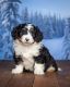 Bernedoodle Puppies for sale in St Joe, IN 46785, USA. price: NA