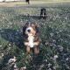 Bernedoodle Puppies for sale in Nokomis, IL 62075, USA. price: NA