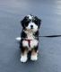Bernedoodle Puppies for sale in San Diego, CA, USA. price: $2,400