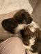 Bernedoodle Puppies for sale in Spring Hill, TN, USA. price: NA