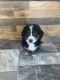 Bernedoodle Puppies for sale in Munfordville, KY 42765, USA. price: NA