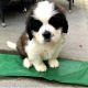Bernedoodle Puppies for sale in 203 US-1, Norlina, NC 27563, USA. price: $500