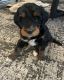 Bernedoodle Puppies for sale in Holland, MI 49423, USA. price: NA