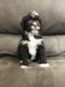 Bernedoodle Puppies for sale in Saratoga Springs, UT 84045, USA. price: $1,500