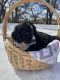 Bernedoodle Puppies for sale in Hillsboro, TX 76645, USA. price: NA