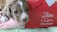 Bernedoodle Puppies for sale in Iowa City, IA, USA. price: $2,500