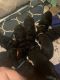Bernedoodle Puppies for sale in Prestonsburg, KY 41653, USA. price: NA