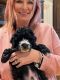 Bernedoodle Puppies for sale in Mesquite, TX, USA. price: NA
