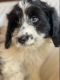 Bernedoodle Puppies for sale in Indianapolis, IN, USA. price: $700