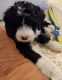 Bernedoodle Puppies for sale in Battle Creek, MI, USA. price: NA