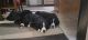 Bernedoodle Puppies for sale in Kansas City, KS, USA. price: $950