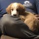 Bernedoodle Puppies for sale in Greenwood, SC, USA. price: $800