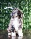 Bernedoodle Puppies for sale in Locust Grove, OK 74352, USA. price: $1,200