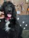 Bernedoodle Puppies for sale in Ocala, FL, USA. price: NA