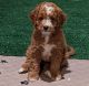 Bernedoodle Puppies for sale in Landisville, Salunga-Landisville, PA, USA. price: NA
