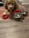 Bernedoodle Puppies for sale in Midlothian, VA, USA. price: $1,350