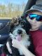Bernedoodle Puppies for sale in Murphy, TX, USA. price: NA