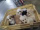 Bernedoodle Puppies for sale in Mottville, MI 49099, USA. price: NA