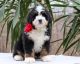 Bernedoodle Puppies for sale in Pell City, AL, USA. price: NA