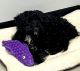 Bernedoodle Puppies for sale in Savannah, GA, USA. price: NA