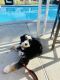 Bernedoodle Puppies for sale in Diamond Bar, CA, USA. price: $1,500
