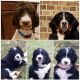 Bernedoodle Puppies for sale in Oak Hill, WV, USA. price: NA