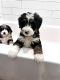 Bernedoodle Puppies for sale in Marshall, AR 72650, USA. price: $450