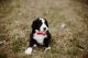 Bernedoodle Puppies for sale in Eaton, OH 45320, USA. price: NA