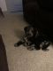 Bernedoodle Puppies for sale in Port Richey, FL, USA. price: NA
