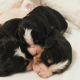 Bernedoodle Puppies for sale in Chelsea, AL, USA. price: $1,900