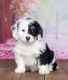 Bernedoodle Puppies for sale in Mt Laurel Township, NJ 08054, USA. price: $1,500