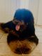 Bernedoodle Puppies for sale in Tacoma, WA, USA. price: NA